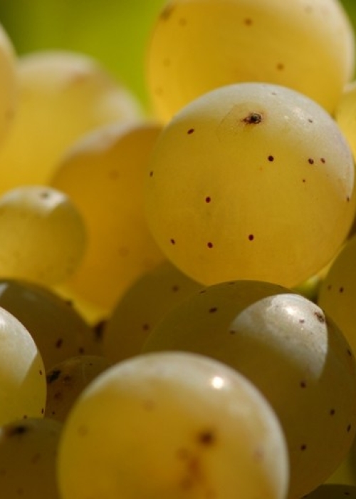 Riesling Beeren 36